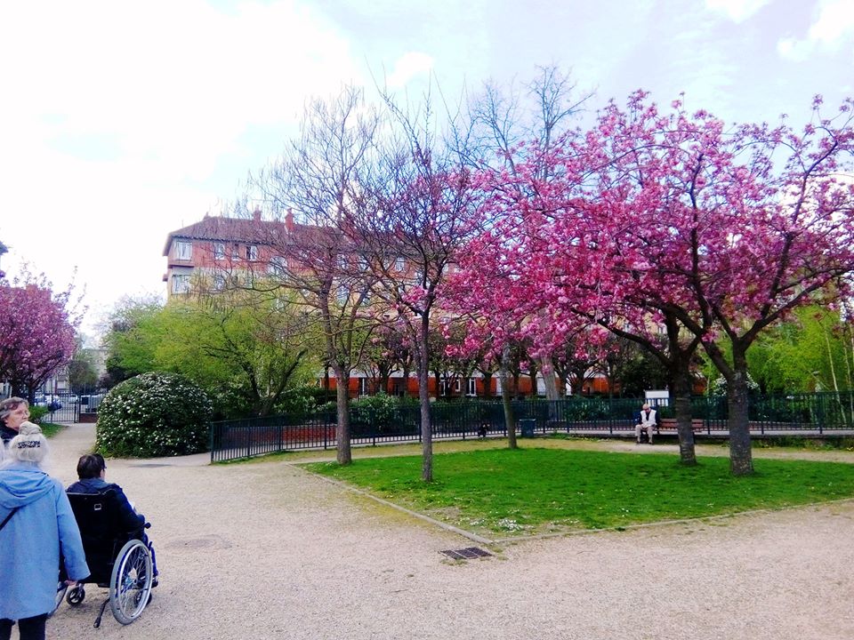 #cerisiersgo à Suresnes / © Musée d'histoire urbain et sociale