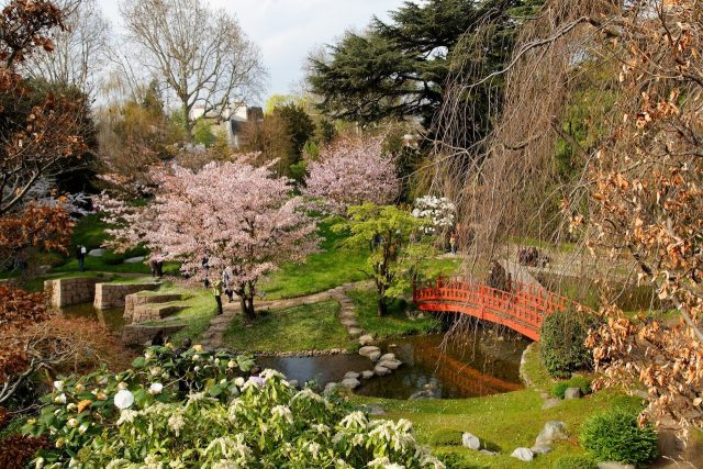 Les cerisiers du Jardin Albert Kahn à Boulogne / © Apostoly (Wikimedia commons)