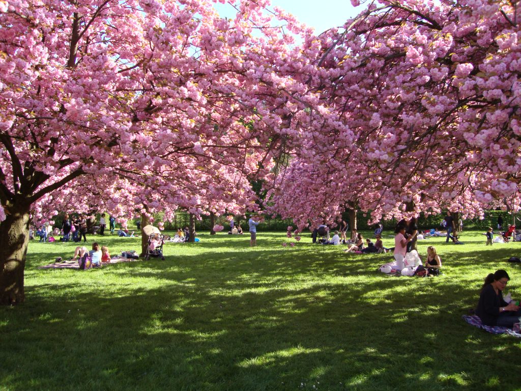 Cerisiers en fleurs au parc de Sceaux / © Claudia Ratsiman