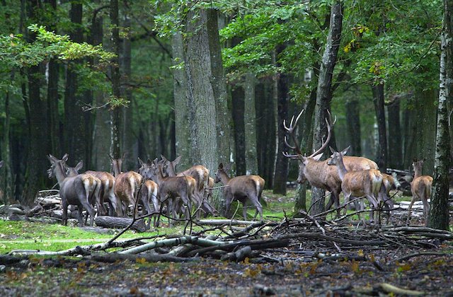 L'Espace Rambouillet / © Office de tourisme de Rambouillet