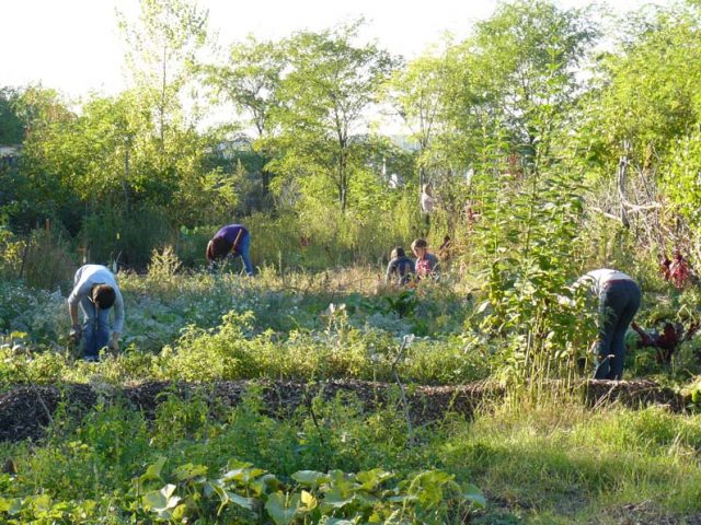 Travaux des champs à la Ferme du Bonheur / © Ferme du Bonheur