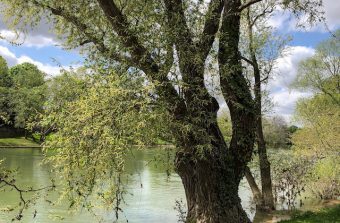 Entre les boucles de la Marne, de Noisy-Champs à Saint-Maur