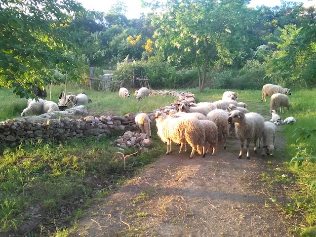 Les moutons de la Ferme du bonheur à Nanterre / © La Ferme du bonheur