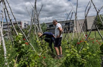 Des paysans urbains bichonnent une vigne-potager à Villetaneuse