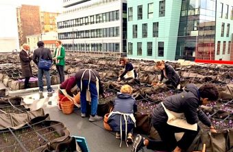 Des cultivatrices de safran ouvrent la ruée vers l’or rouge sur les toits de Paris