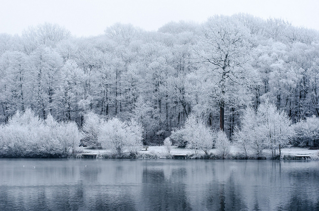 La forêt de Meudon / © Arseni Mourzenko (Creative commons – Flickr)