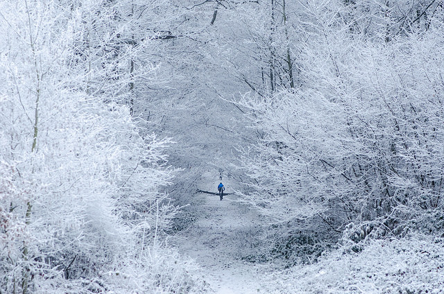 La forêt de Meudon / © Arseni Mourzenko (Creative commons - Flickr)