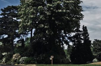 « La forêt devient un lieu de loisirs sous Napoléon III »