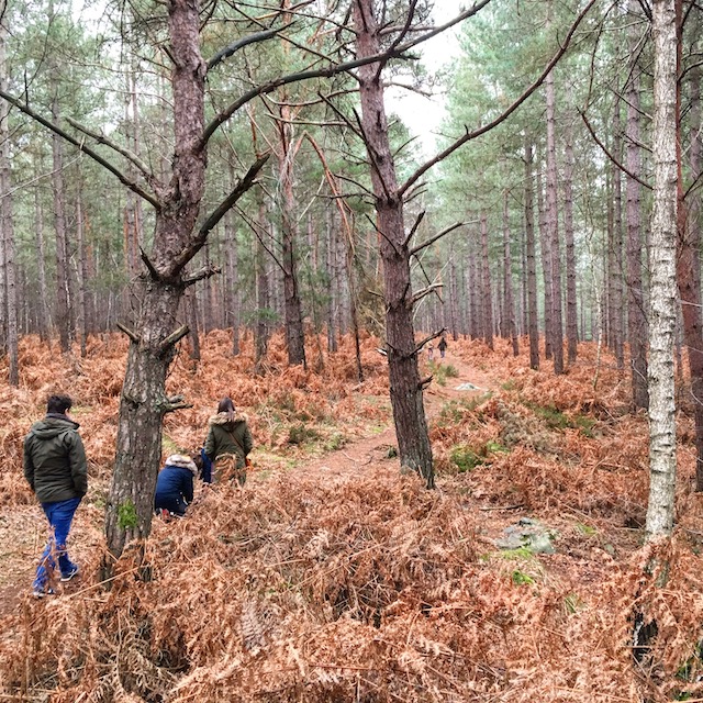 La forêt de Rambouillet / © Steve Stillman pour Enlarge your Paris