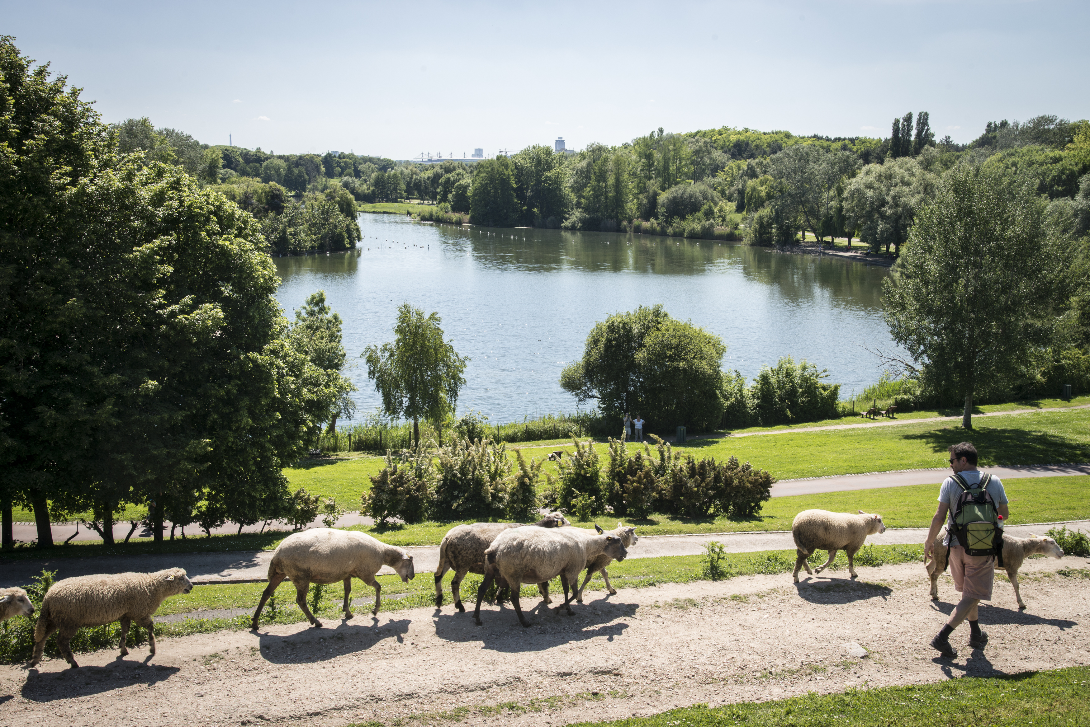 Transhumance dans le parc Georges-Valbon à La Courneuve avec le troupeau des Bergers Urbains / © Jéromine Derigny pour Enlarge your Paris