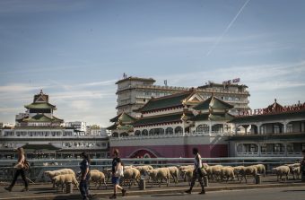 Participez à un microtrek chorégraphique avec des moutons