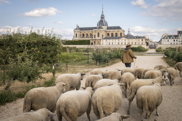 Au Potager du Roi à Versailles avec en fond la cathédrale Saint-Louis / © Jérômine Derigny