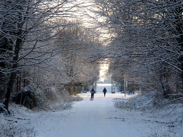 La forêt de Saint-Germain-en-Laye / © Heurtelions (Wikimedia commons)