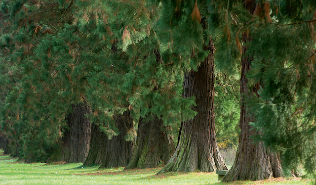 La forêt de Ferrières en Seine-et-Marne / © AEV - Jean-François Hellio et Nicolas Van Ingen