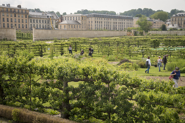 Le Potager du Roi à Versailles / © Jérômine Dérigny pour Enlarge your Paris