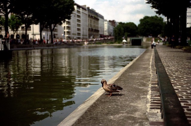 Canard sur les bords du canal à Paris / © Nicolas Vigier (Creative commons - Flickr)