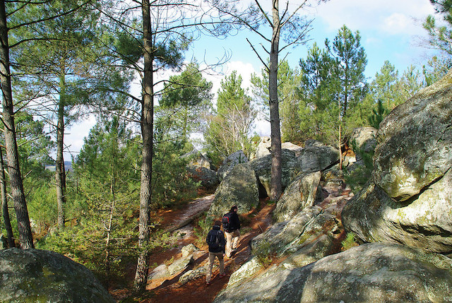 Le circuit des 25 bosses en forêt de Fontainbleau / © Jérôme Bon (Creative commons - Flickr)