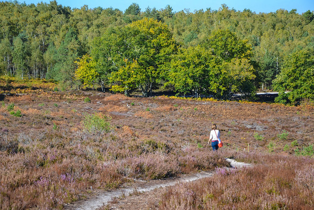 Le Sentier des quatre dragons à Rochefort-en-Yvelines dans le parc naturel de la Haute Vallée de Chevreuse / © CD78 - MC Rigato