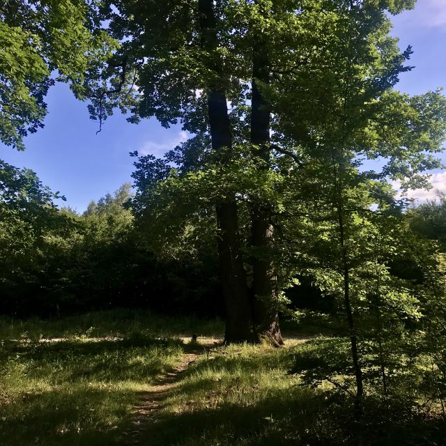 Allée cavalière près de la mare aux Canes dans la forêt de Saint-Germain-en-Laye dans les Yvelines / © Vianney Delourme pour Enlarge your Paris