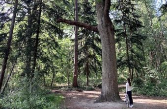 Mes retrouvailles avec le bois de Verneuil