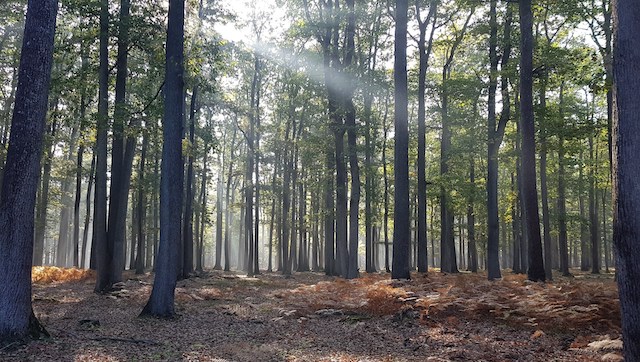 La forêt de Rambouillet / © Clément Lhommeau