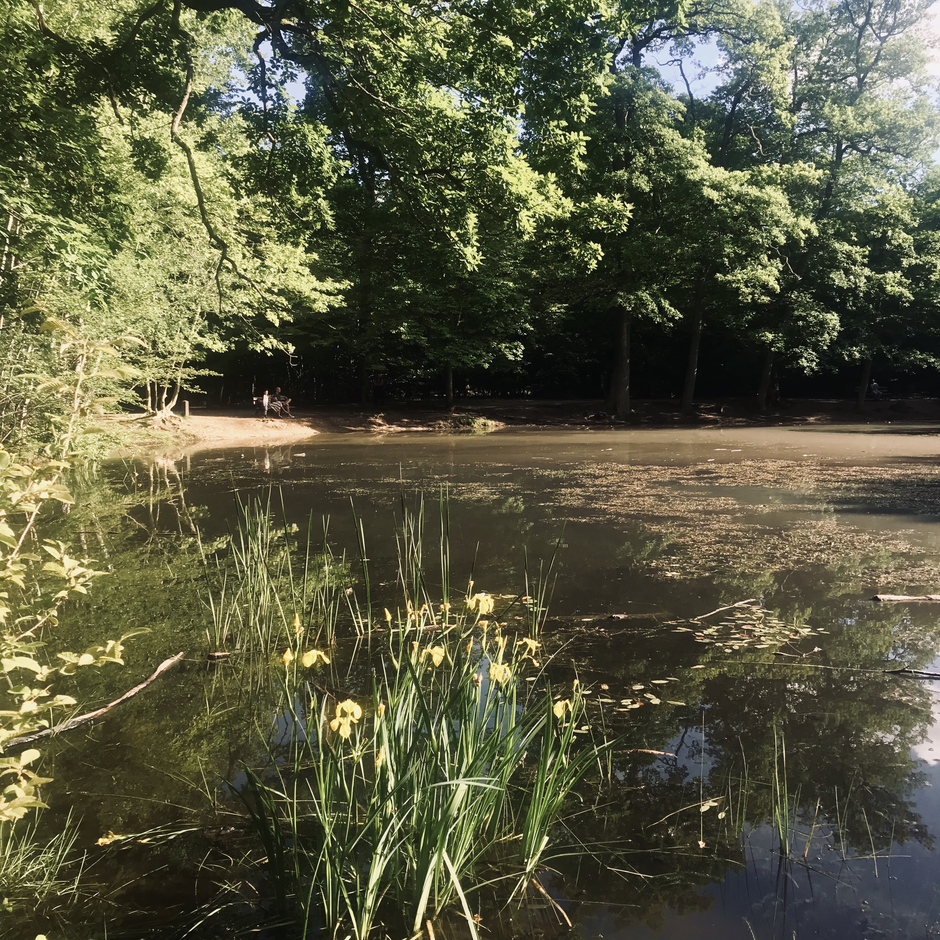 L'Etang des canes dans la forêt de Saint-Germain-en-Laye / © VIanney Delourme pour Enlarge your Paris