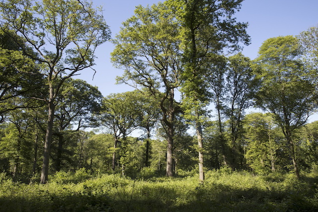 La forêt de Fausses-Reposes à Ville-d'Avray (Hauts-de-Seine), 616 ha (26 x le jardin du Luxembourg) accessibles par la Ligne U / © ONF