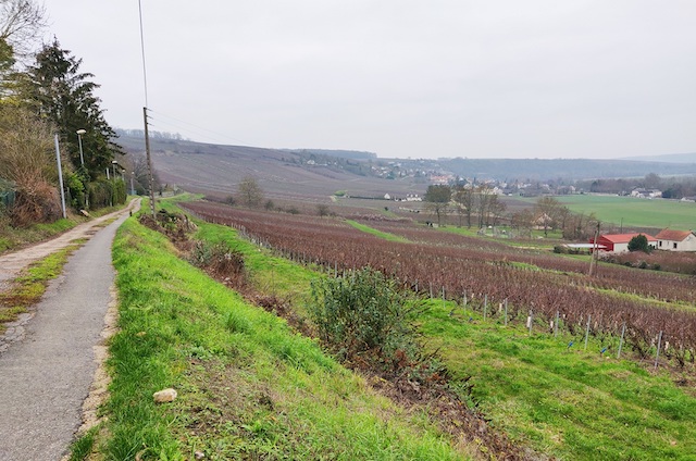 Les vignes de Champagne le long de la vallée de la Marne en Seine-et-Marne / © Helloways