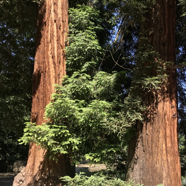 Sequoias Bois Boulogne