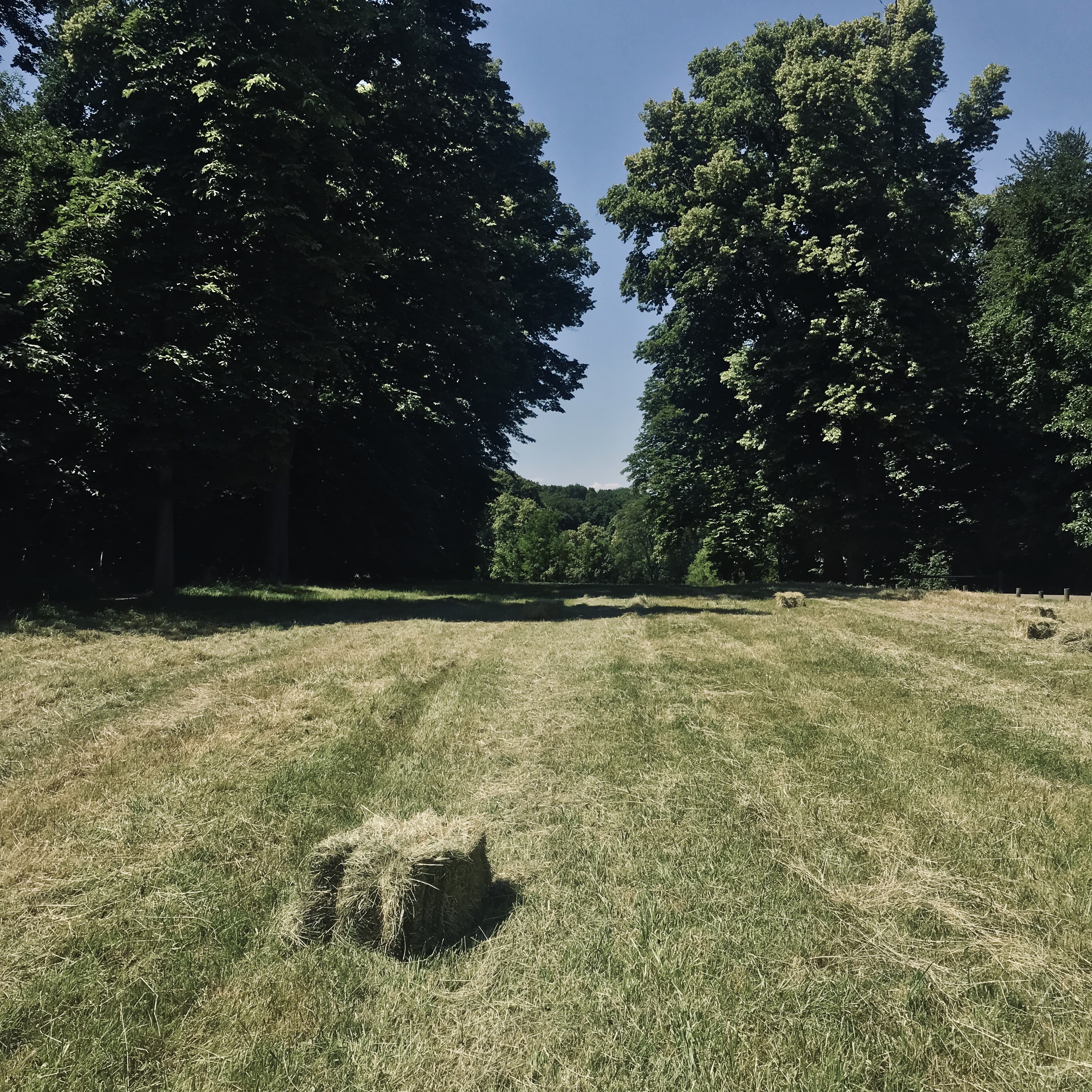 Grande allée de Marnes qui mène à la ferme du Piqueur dans le Domaine  de Saint-Cloud / © Vianney Delourme pour Enlarge your Paris