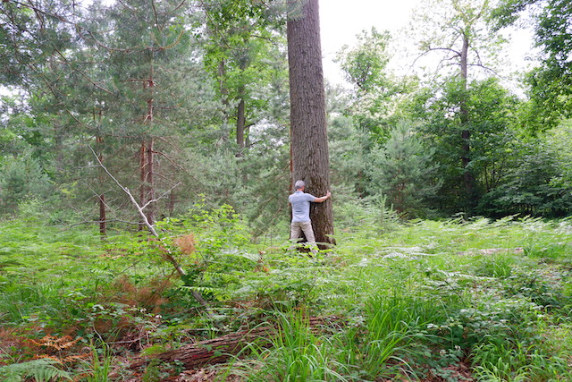 Séance de sylvothérapie en forêt de Fontainebleau. Une expérience à tester lors du "Week-end nature dans le Grand Paris" des 18 et 19 juillet / © Solenn Cordroc'h pour Enlarge your Paris