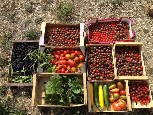 Les légumes du Potager de la rivière à Vaux-sur-Seine / © Potager de la rivière