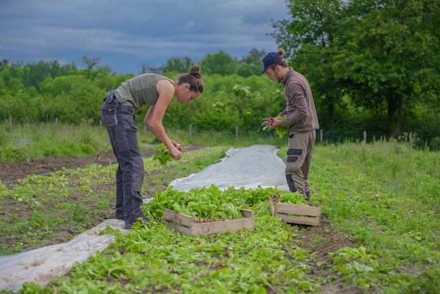 Le Village Potager à Saint-Pierre-Lès-Nemours / © Le Village Potager