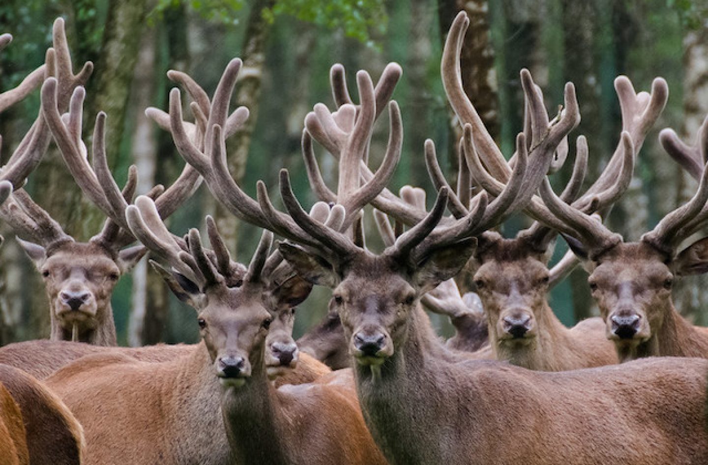 Digne de The Voice, le brame du cerf en forêt de Rambouillet