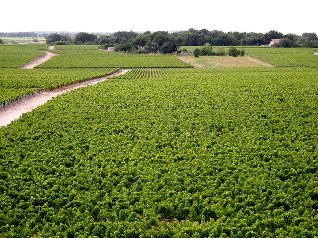 La viticulture, secteur essentiel de l’économie en Aquitaine, est déjà fortement impactée par les aléas climatiques /  © Claude37 (Creative commons - Flickr)