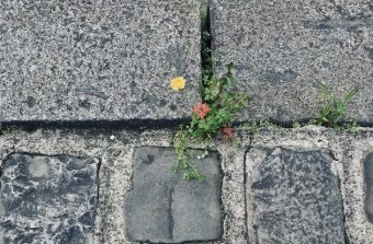 Une ethnobotaniste constitue un herbier de Paris