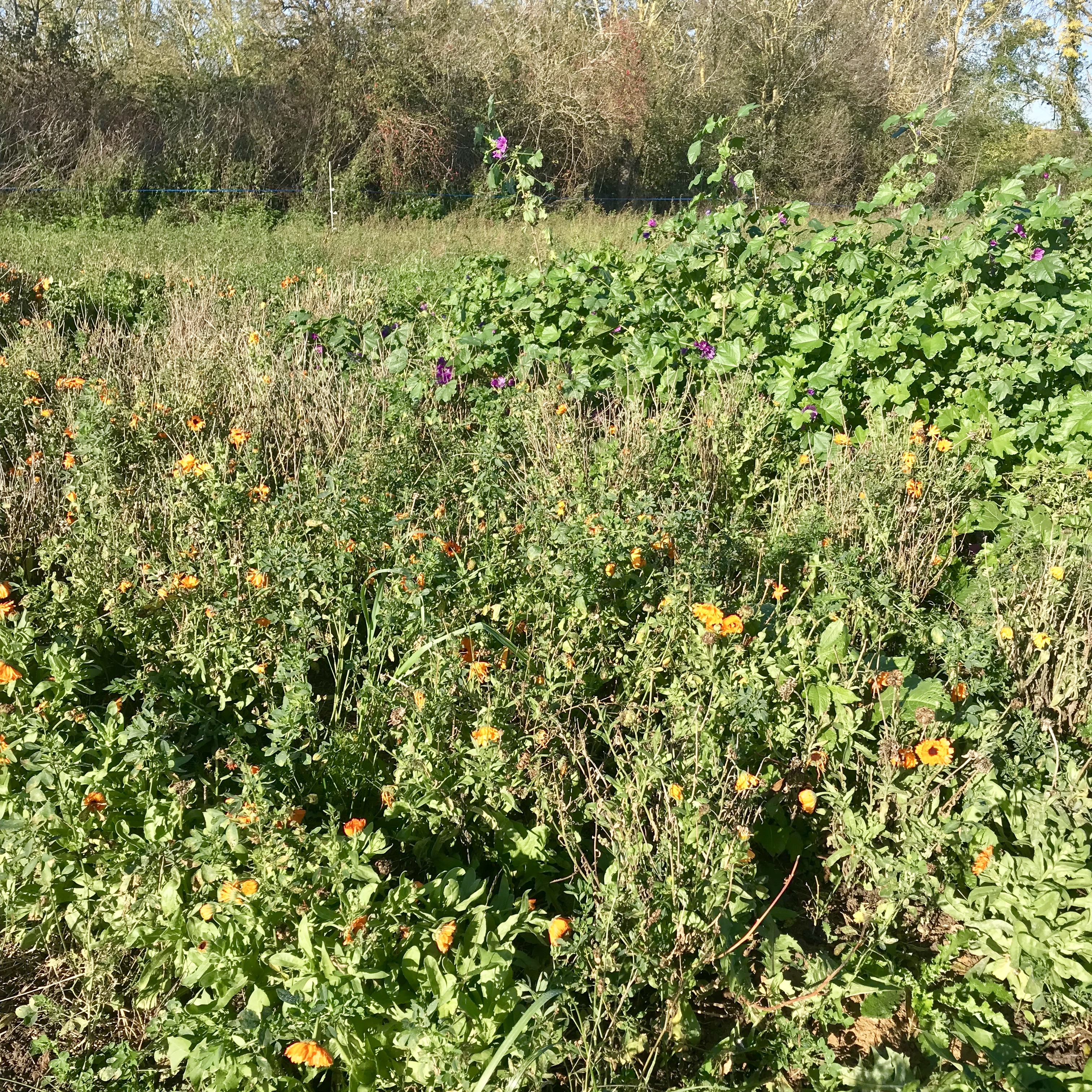 L'exploitation de Pauline Isambert, les Herbes libres. Vianney Delourme pour Enlarge your Paris