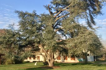 A Montesson, un arbre pour incarner une vision du soin par la nature