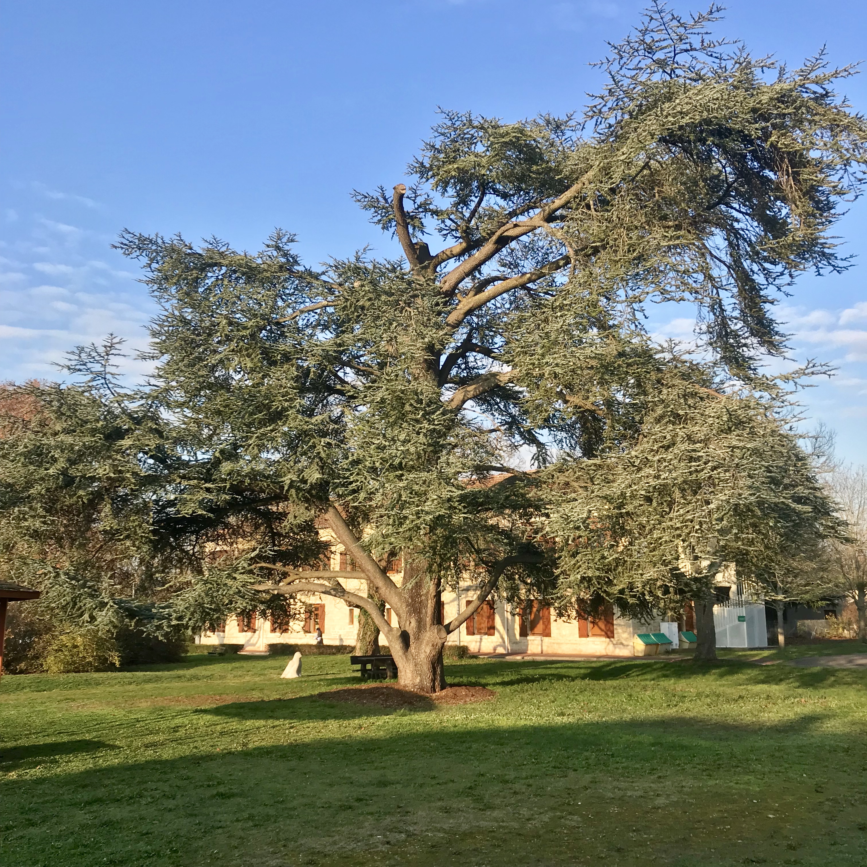 Le cèdre bleu de l'Atlas du centre hospitalier Théophile Roussel à Montesson est en lice pour le concours de l'Arbre de l'année / ©  Vianney Delourme pour Enlarge your Paris