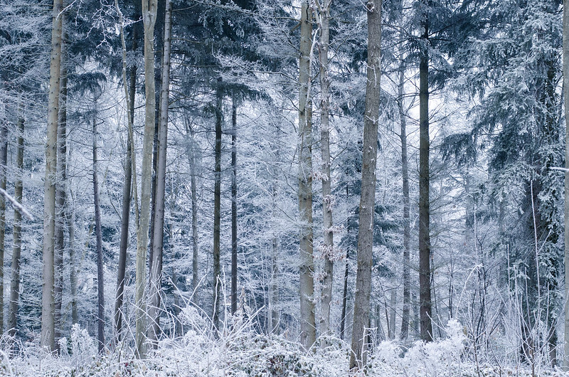 La forêt de Meudon / © Arseni Mourzenko (Creative commons – Flickr)