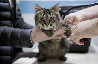 Les animaux en vedette d’un festival de cinéma en ligne