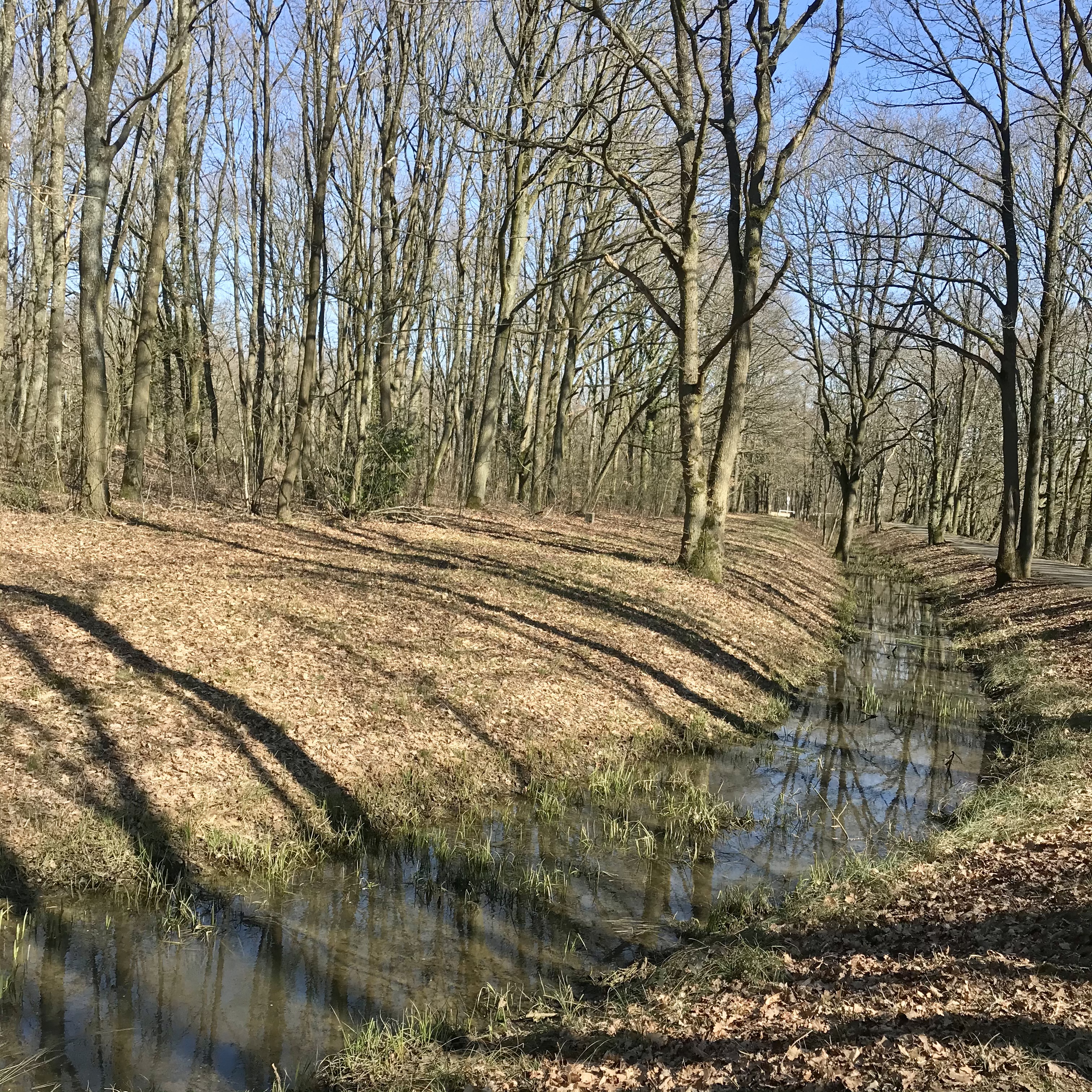 Rigole de Favreuse, Bois brûlé, à la lisière du Plateau de Saclay. Vianney Delourme pour Enlarge your Paris