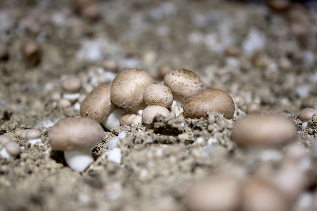 Des champignons de Paris de la champignonnière des Carrières / © Mélanie Rostagnat pour Enlarge your Paris