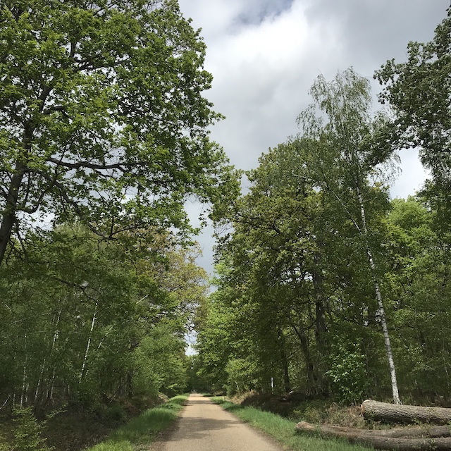 La forêt de Sénart / © Vianney Delourme pour Enlarge your Paris