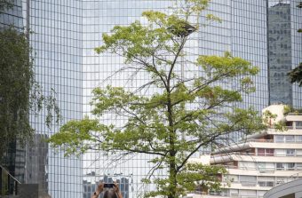 Les promenades dans le Grand Paris, un moyen d’observer le changement climatique ?