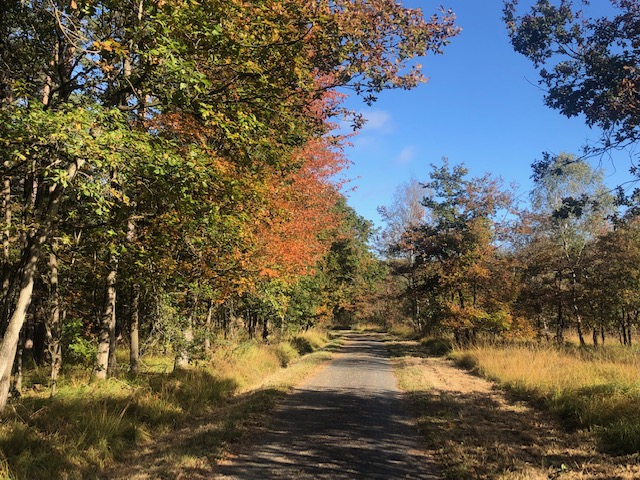 L'une des pistes cyclables de la forêt de Rambouillet / © Steve Stillman pour Enlarge your Paris