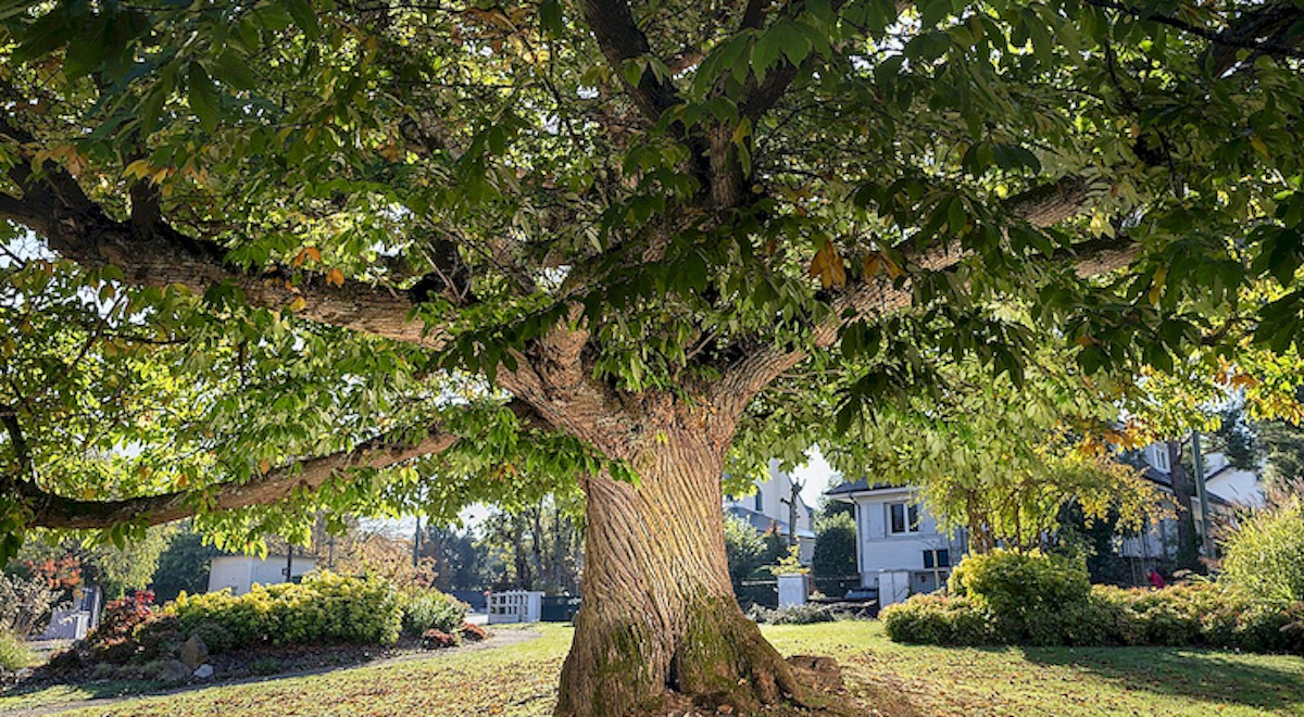 Ce châtaignier de la Celle-Saint-Cloud a reçu le prix du public au concours de l'arbre de l'année 2021 / © Emmanuel Boitier