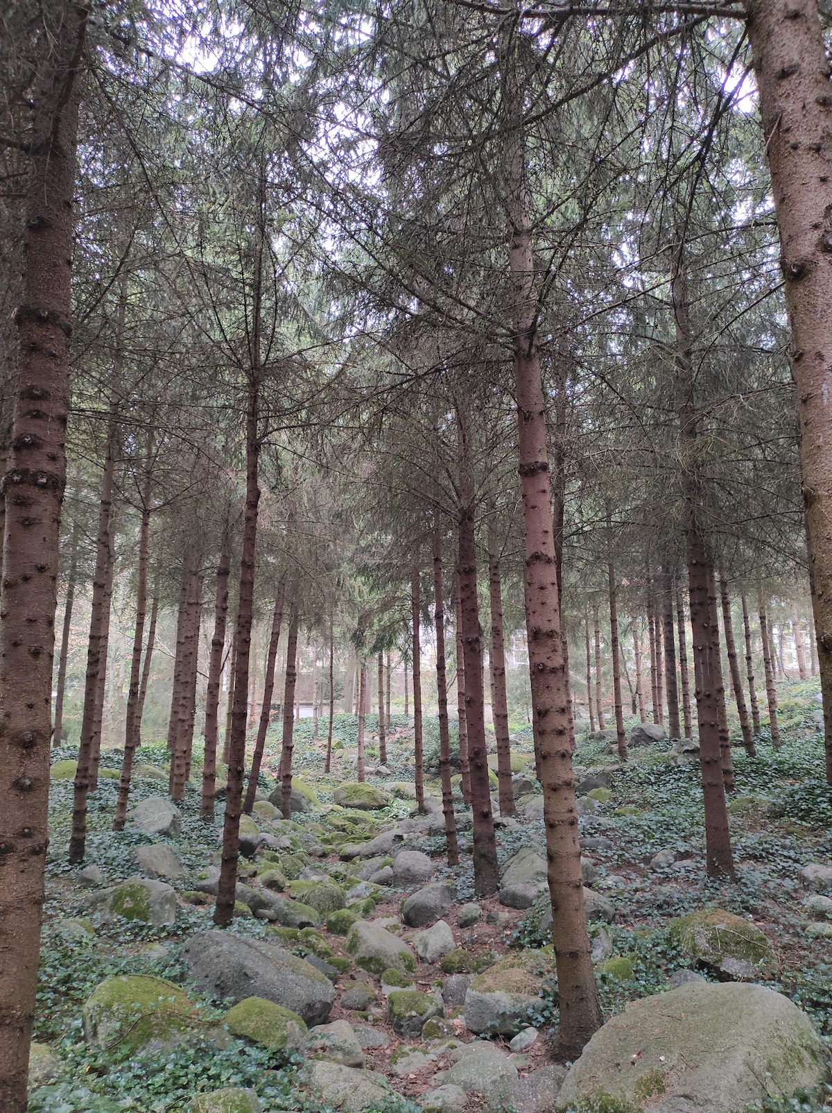 La forêt vosgienne du jardin Albert-Kahn / © Joséphine Lebard pour Enlarge your Paris