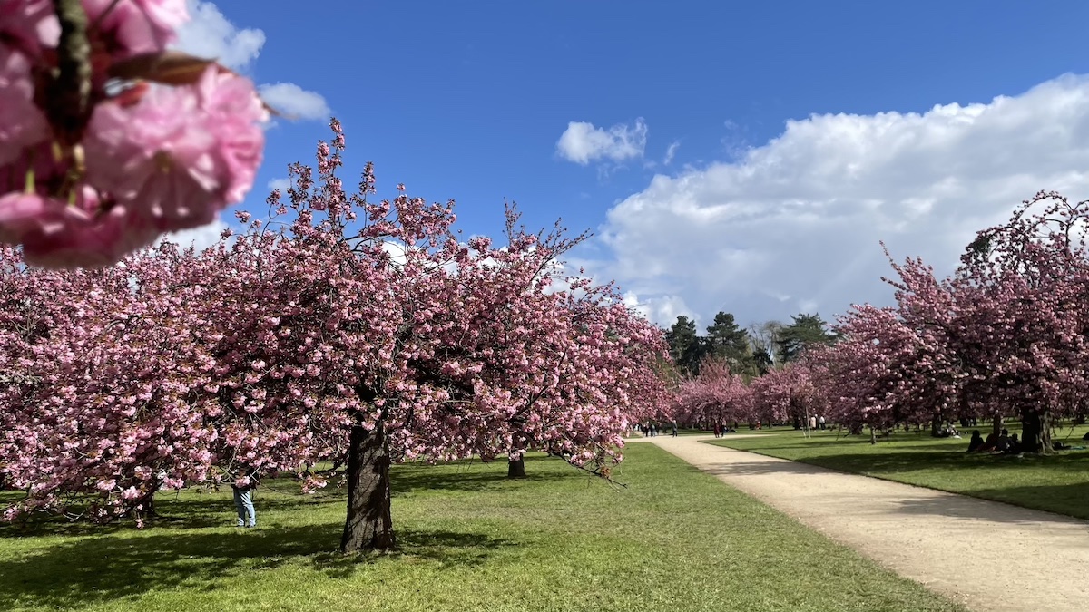  Cerisiers parc de Sceaux / © Virginie Jannière pour Enlarge your Paris