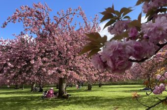 Où voir fleurir les cerisiers dans le Grand Paris (et pas seulement au parc de Sceaux) ?